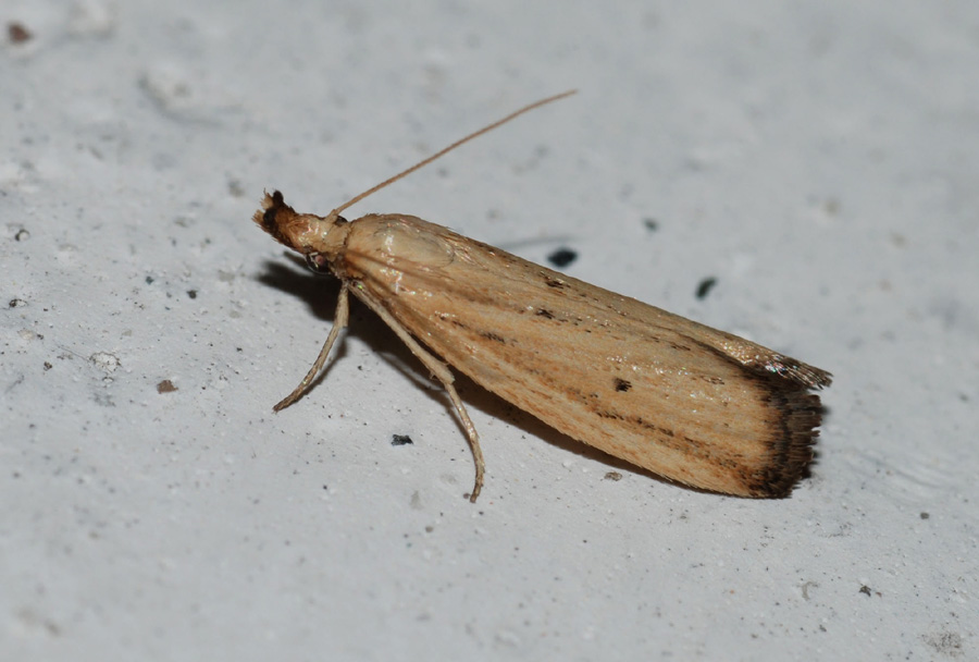Pyralidae da conf: : Hypsotropa limbella